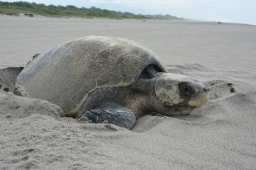 Estiman que cuatro mil tortugas anidarán en playas de Chiapas
