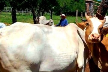 Descartan enfermedades exóticas en bovinos y ovinos