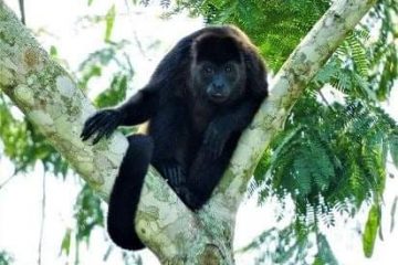 Monos saraguatos siguen muriendo por descargas eléctricas
