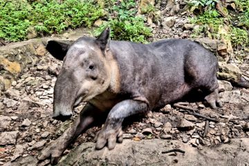 «Coco», un tapir de 250 kilos, escapó; personal del ZooMAT logró capturarlo