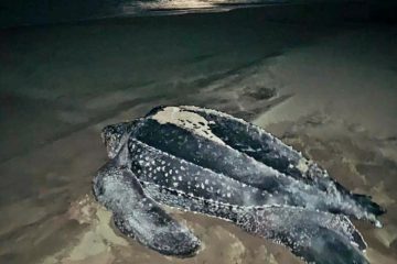 Después de tres años de ausencia, registran desove de tortuga Laúd en costas de Chiapas