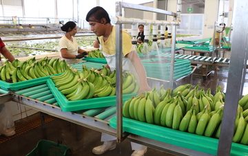 Producción de plátano chiapaneco, de las más importantes de México