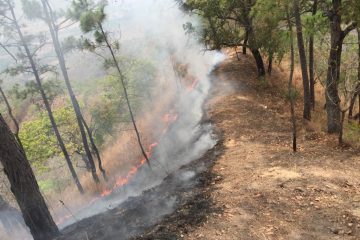 Acumula Chiapas 275 incendios forestales en el año