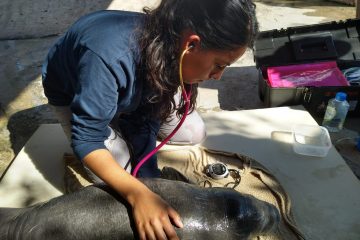 Semahn resguarda cría de manatí rescatada en Campeche