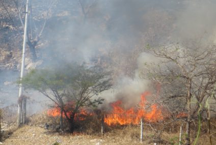 Chiapas primer lugar en hectáreas afectadas por incendios forestales