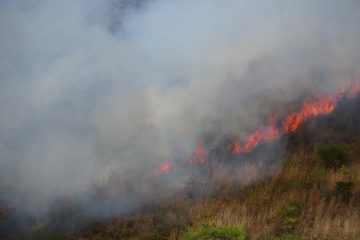 Región Istmo-Costa, afectada con más de cinco mil 200 hectáreas quemadas por incendios