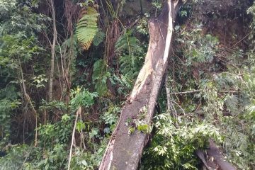 Mueren tres personas en Chiapas por árbol colapsado