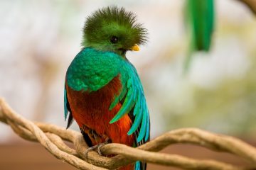 En 6 años nacieron 11 quetzales en el ZooMAT