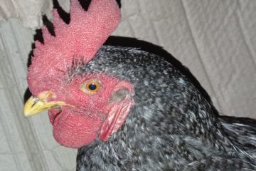 Aparece gripe aviar en Chiapas, según reporte de Senasica
