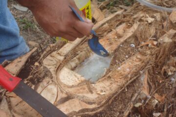 Debido a la extracción de la taberna, la palma de coyol está en riesgo de extinción