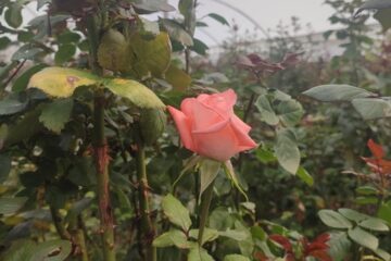 Heladas afectan producción de rosas en Zinacantán