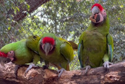 Reptiles y aves, animales más comercializados en Chiapas